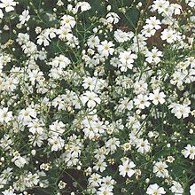 Burpee Covent Garden White Baby's Breath Seeds 800 Seeds