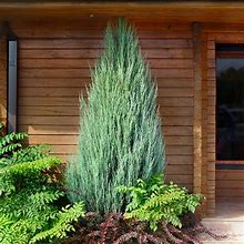 3-4 ft. - Skyrocket Juniper Tree - Hassle-Free Evergreen Makes Landscaping Easy, Outdoor Plant