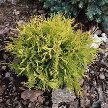Golden Globe Arborvitae - 3 Gallon Pot - Deer-Resistant, Evergreen Shrub - Zone 3-8