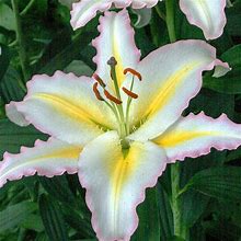 Lilium 'Primrose Hill' Oriental Lily Bulbs
