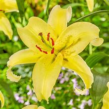Gold Fever Lily - 3 Per Package | Yellow | Lilium Oriental 'Gold Fever' | Zone 3-8 | Spring Planting | Spring-Planted Bulbs