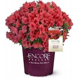 1 Gal. Autumn Sunset Shrub With Bright Red Flowers
