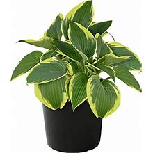 Live Hosta 'Bedazzled' - Flowering Shade Perennial - Healthy Spring Plant - 12" Tall By 8" Wide In A 2.5 Qt Pot