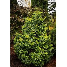 Kosters Hinoki Cypress 1 Container