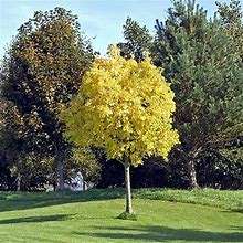 Brighter Blooms - American Sycamore Tree, 6-7 ft. - No Shipping To AZ,OR