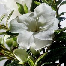 Encore Azalea Autumn Moonlight (1 Gallon) White Flowering Shrub - Full Sun Live Outdoor Plant