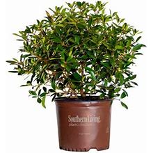 Bronze Beauty Cleyera (3 Gallon) Compact Evergreen Shrub With Glossy Foliage - Full Sun To Part Shade Live Outdoor Plant - Southern Living Plant Colle