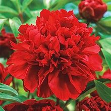 Karl Rosenfield Peony Dormant Bare Root Double Red Flowering Perennial (1-Pack)