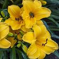 Touch Of ECO Stella D'oro Daylily Flower - 6 Bare Roots - Attracts Butterflies, Bees & Hummingbirds | 1 H X 1 D In | Wayfair