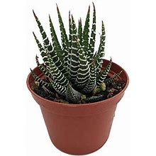 Zebra Plant - Haworthia Fasciata - Easy To Grow/Hard To Kill Succulent- 2.5" Pot
