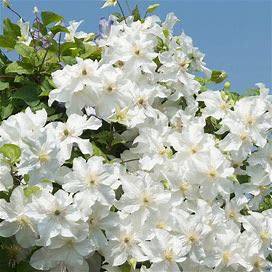 Clematis Snow Storm | Zone 4-9 | White | 5 - 9 Feet | Full Sun | Partial Shade