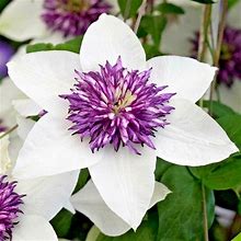 Garden Flowers 100 White And Purple Clematis Seeds Clematis Florida
