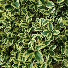 Variegated Boxwood - 2 Container
