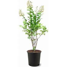 American Plant Exchange Flowering Trees Live Crape Myrtle Natchez Tree, 3-Gallon Pot In Black | Wayfair 6A3d3a57e010c29df310413e766b9d37