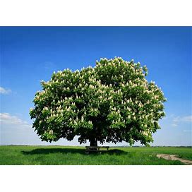 Hybrid Chestnut Tree Seeds For Planting - Best Chestnut Trees For Whitetail Deer - Castanea Dentata X Mollisima (10 Seeds)