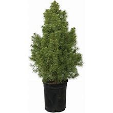 Flowerwood Nursery Inc. Dwarf Alberta Spruce (2.5 Quart) Conical Evergreen Shrub/Tree - Full Sun Live Outdoor Plant Size 18