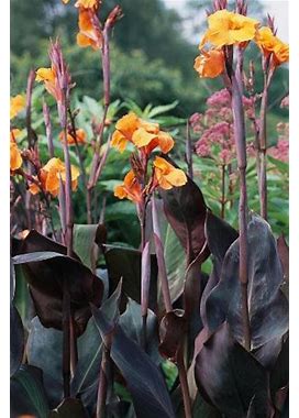 Wyoming Canna Lily Large Bulbs Live Plant (ALL Starter Plants REQUIRE You To Purchase 2 Plants)
