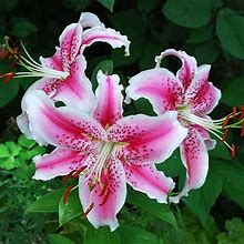 Oriental Lily Bulbs - Stargazer - 5 Bulbs - Pink/Red/White Flower Bulbs, Bulb Attracts Bees, Attracts Butterflies, Attracts Pollinators, Easy To Grow
