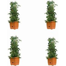 Hydrofarm Self-Watering Planter Tower Tomato Tree Expands To Over 3-Feet Tall CASE OF 4 - Can Be Used For All Kinds Of Plants & HERBS