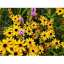 Black Eyed Susan Seeds (Rudbeckia Hirta) Hardy Perennial, Cheerful Yellow Blooms, Hardy Perennial, 20/40 Seeds. Flat Rate Shipping!