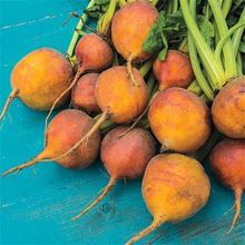 Boldor Beet Seed - Packet Of Approx. 200 Seeds