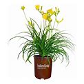 1 Gal. Evergreen Stella Daylily With Large Yellow Flowers
