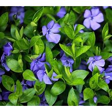 (25) Vinca Minor Ground Cover Plants Creeping Plant Perennial For Growing Outdoor - 6 Inches To 9 Inches Tall
