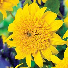 Happy Days Sunflower - 1 Per Package | Yellow | Helianthus 'Happy Days' | Zone 6-9 | Spring Planting | Sun Perennials