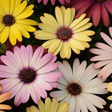 Outsidepride 20 Seeds Perennial Osteospermum African Daisy Flower Seed Grand Canyon Mix For Planting
