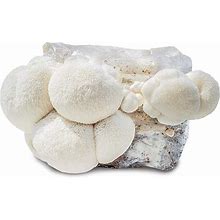 Grow Your Own Mushrooms Kit - Lion's Mane Mushroom - 5Lb Indoor Grow Kit - Grow Up To 4 Pounds