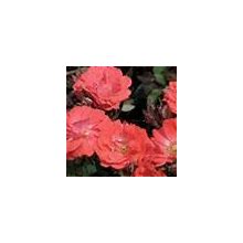2 Gal. Coral Rose - Live Re-Blooming Groundcover Shrub