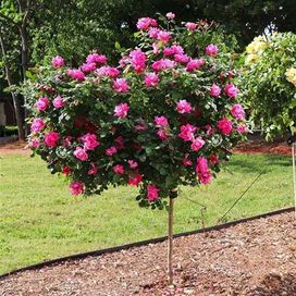 Pink Knock Out® Rose Tree, 3-4 Ft- Ornamental Shrub, Huge Pink Blooms On A Tree, Zone 5-8