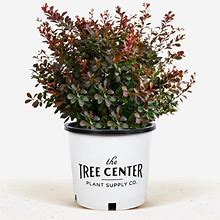 Crimson Pygmy Barberry 1 Container