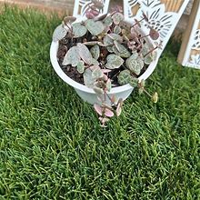 Succulents String Of Hearts Variegated 4" - New Garden & Outdoor | Color: Pink