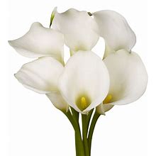 Globalrose 18 Fresh Open Cut White Calla Lilies - Fresh Flowers For Birthdays, Weddings Or Anniversary.