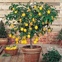 Meyer Lemon Tree - 1 Gallon | Plantingtree