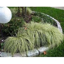 Classy Groundcovers, Sedge 'Evergold' Golden Japanese Variegated Sedge, Evergreen Striped Weeping Sedge, Oshima Kan Suge, Golden Japanese Variegated