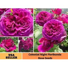 25+ Rare Seeds Purple Celestial Night Floribunda Flower Rose Seeds - Perennial -Authentic Seeds-Organic--Mix Seeds For Plant-B3G1A056.