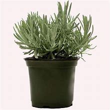 American Plant Exchange English Lavender, Live Aeromatic Plant, 6-Inch Pot, Flowering Houseplant Perfect For Windowsills