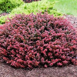 10 Red Dwarf Barberry Shrub-Unrooted Cuttings- Deep Red Leaves And Red Berries! No Pruning Needed! Free Shipping