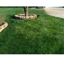 50 LBS LINN PERENNIAL RYEGRASS SEED For Lawns & Pastures Very Hardy Fast Growing