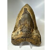 Megalodon Shark Tooth 5.68 Huge - Colorful Fossil - Natural 16840