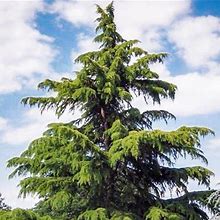 Deodar Cedar - 2-3 ft. | Plantingtree