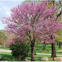 Eastern Redbud Tree (Cercis Canadensis) 25 Unrooted Cuttings EASY TO PROPAGATE!