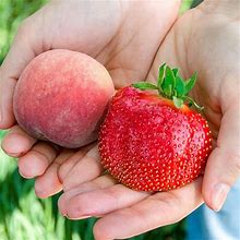 Gurney's Whopper Strawberry Live Bareroot Fruiting Plant (10-Pack)