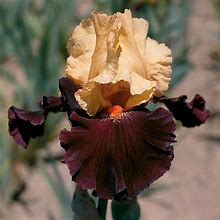 Idol - Re-Blooming Bearded Iris