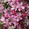 Robinson Crabapple Tree, 6-7 Ft- Bright Pink Blooms Every Spring | Ornamental Flowering Trees, Zone 5-8