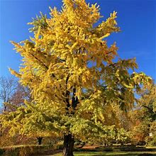 Princeton Sentry Ginkgo - 3 Container 3-4 Feet