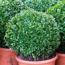 Dwarf English Boxwood - Buy 6 Plants (3 Gallon Pots) - Drought-Tolerant, Evergreen Shrub - Zone 5-8