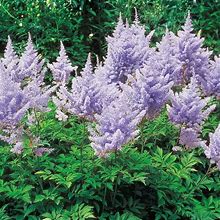 Amethyst Astilbe Dormant Bare Root Perennial Plant Roots (10-Pack)